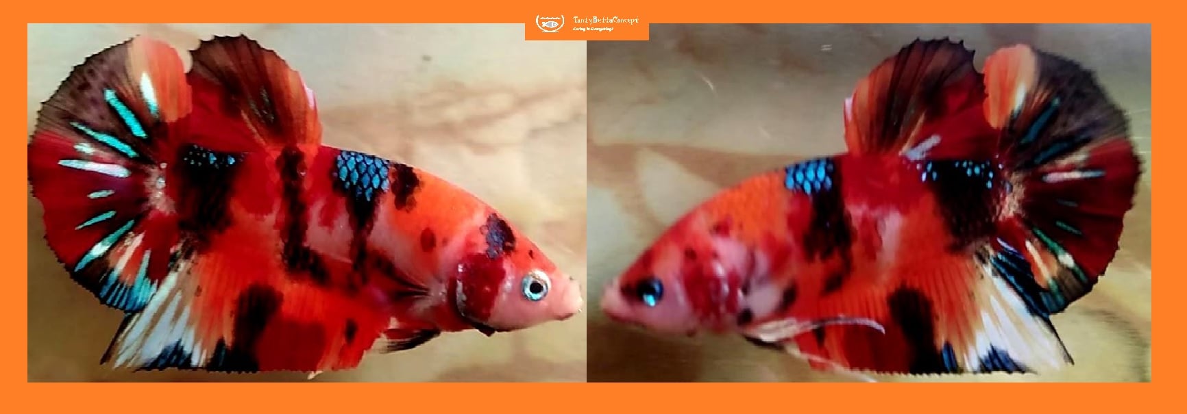 HMPK ORANGE KOI!! #1 (Shipping Cost Included in Price)