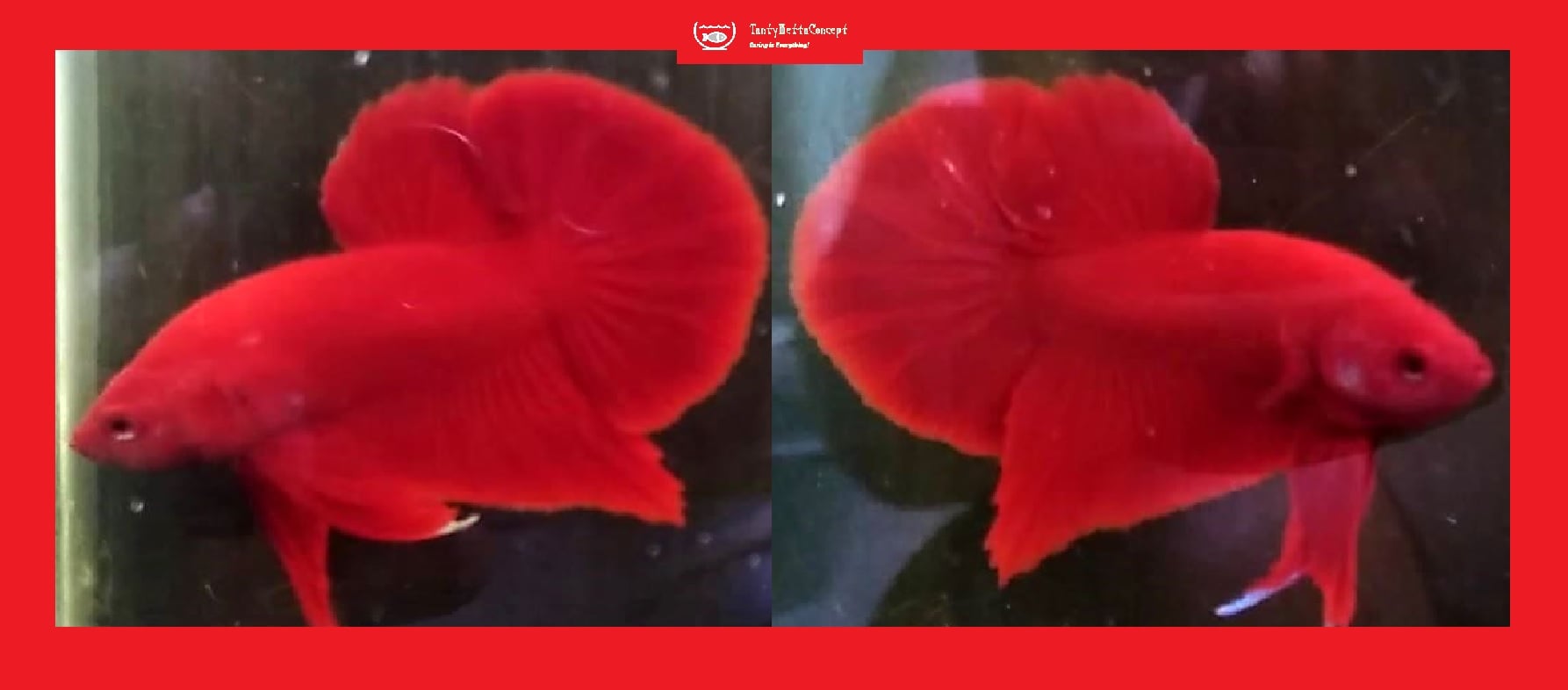 HMPK SUPER RED!! #1 (Shipping Cost Included in Price)