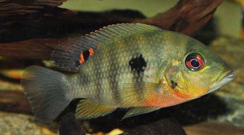 4 Heterochromis multidens