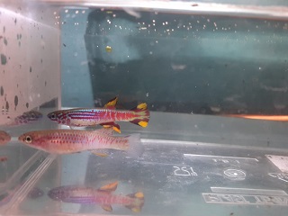 Aphyosemion pyrophore Komono Yellow RPC 82/2  30 eggs
