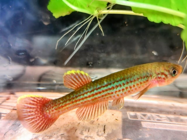 Aphyosemion escherichi  Kibindouka  CBOS  21/01  40 eggs