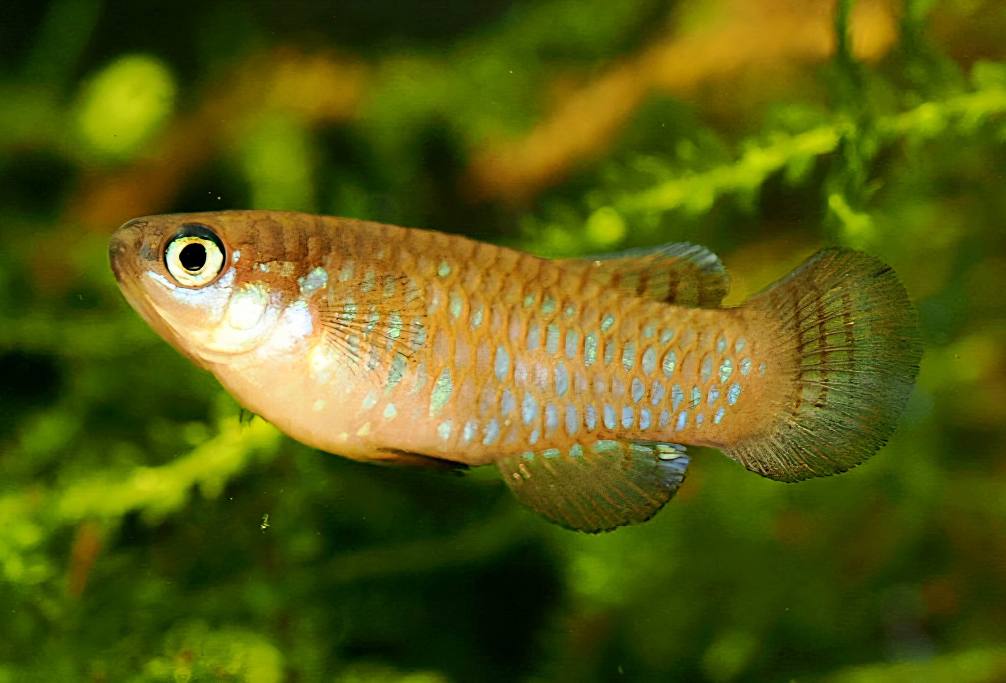 Lacustricola pygmaeus ZASB25-3