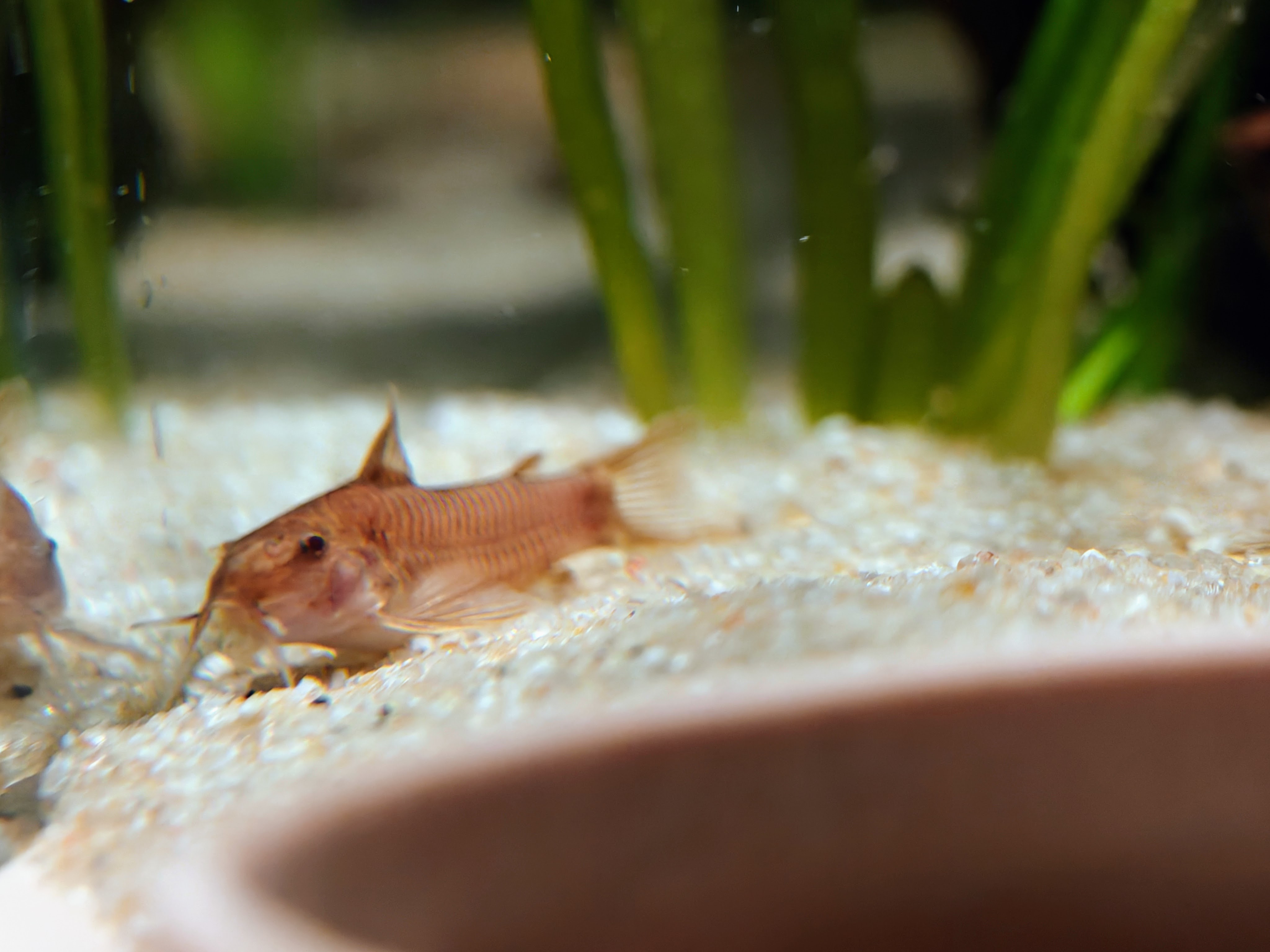 9x Aspidoras raimundi C125 RED – Tank Bred