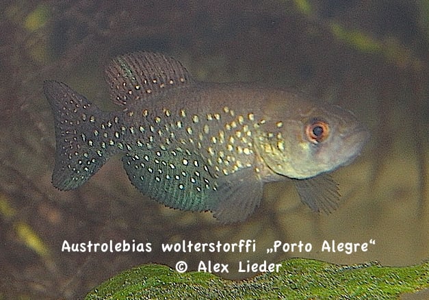 40+; Austr. wolterstorffi *Porto Alegre*