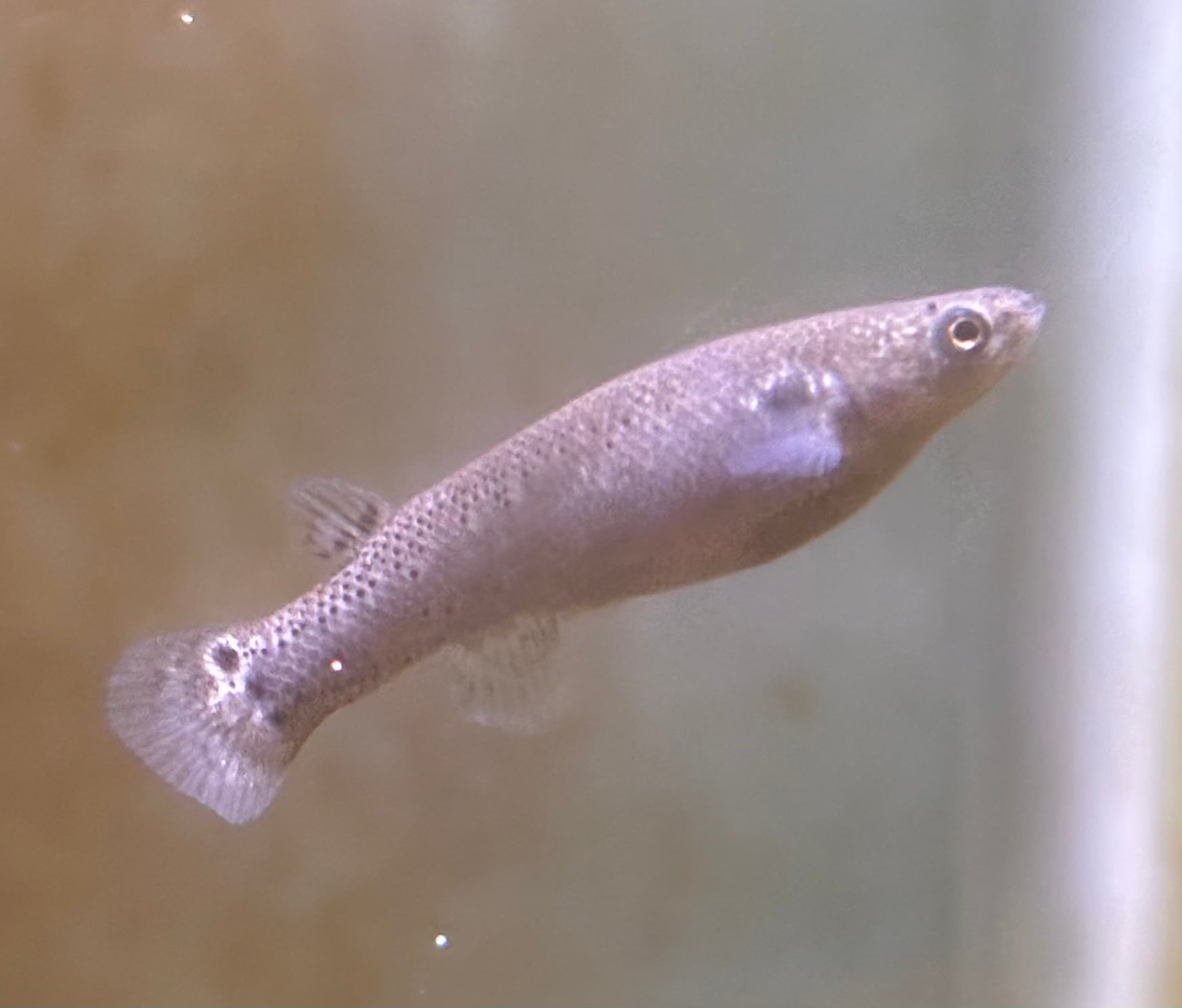 Kryptolebias marmoratus bonairensis