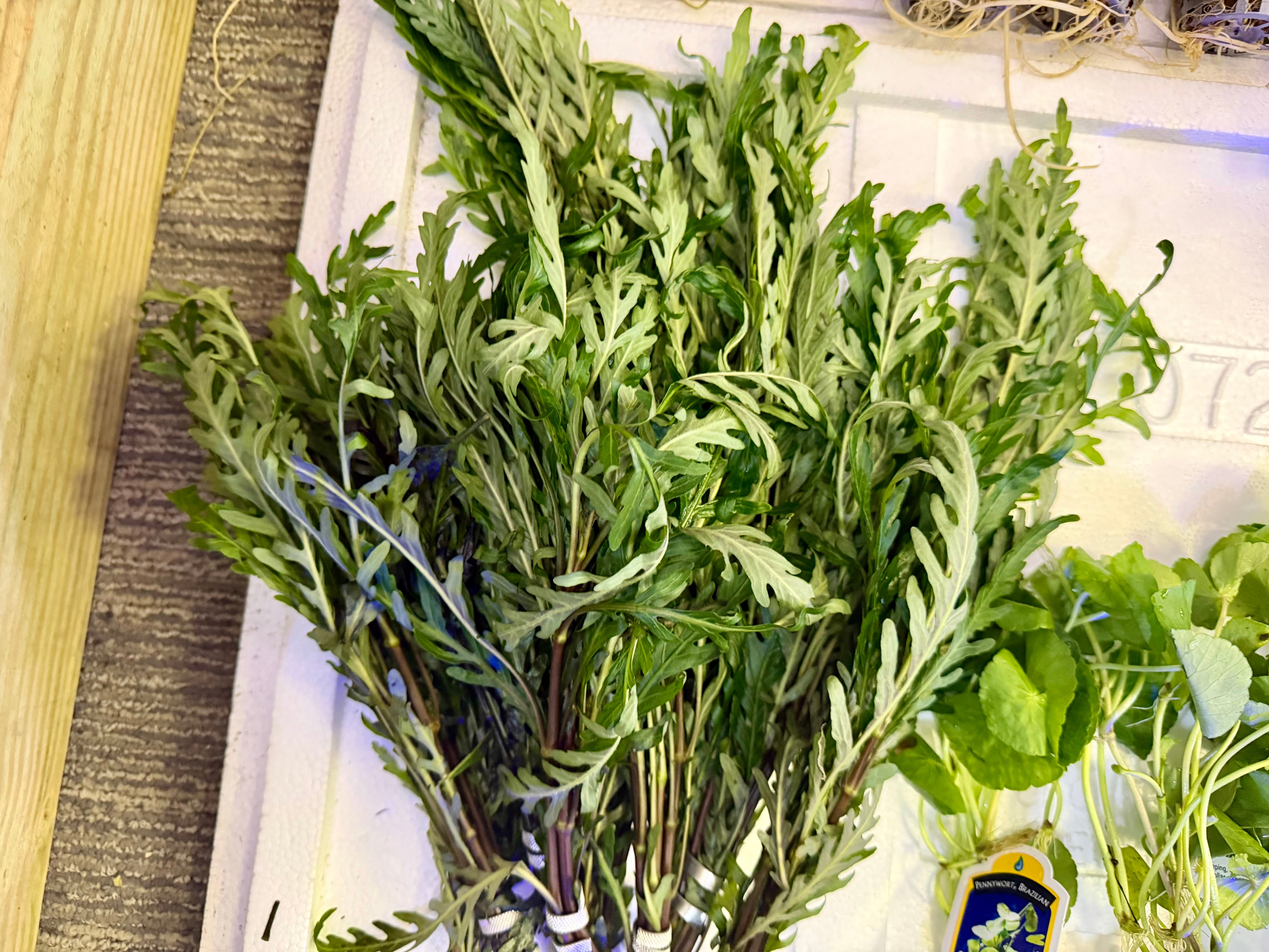 Hygrophila pinnatifida bunches