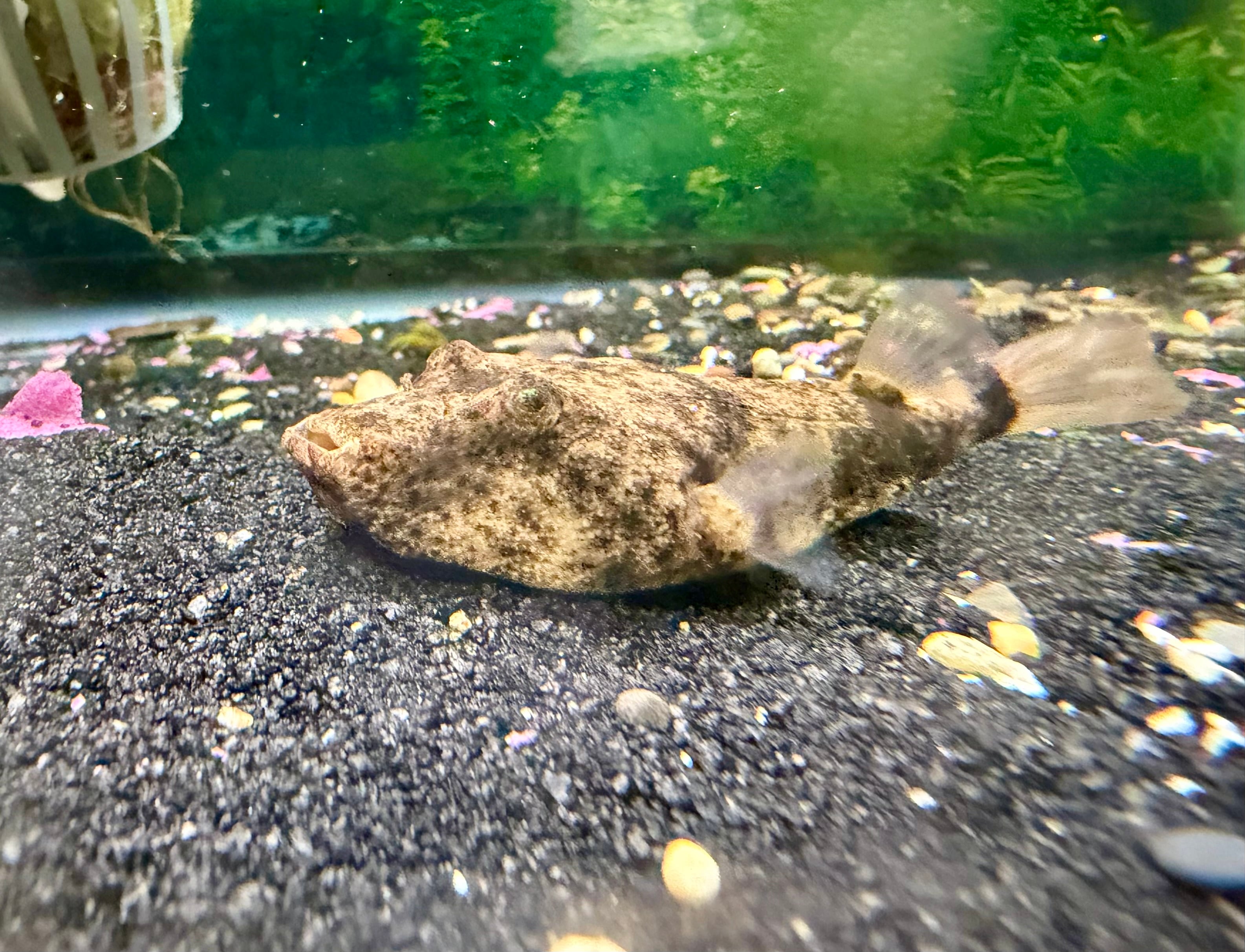 Potato Puffers! 3" (Tetraodon miurus)
