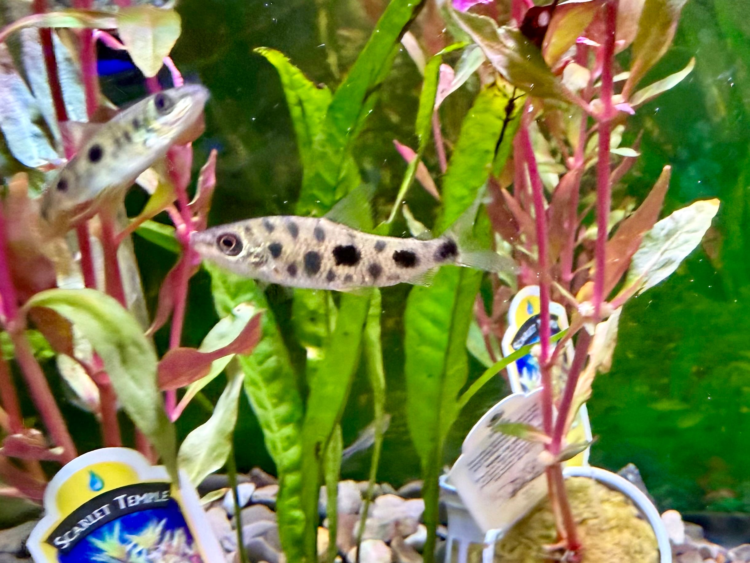 Spotted Leporinus (Leporinus octomaculatus) 2"