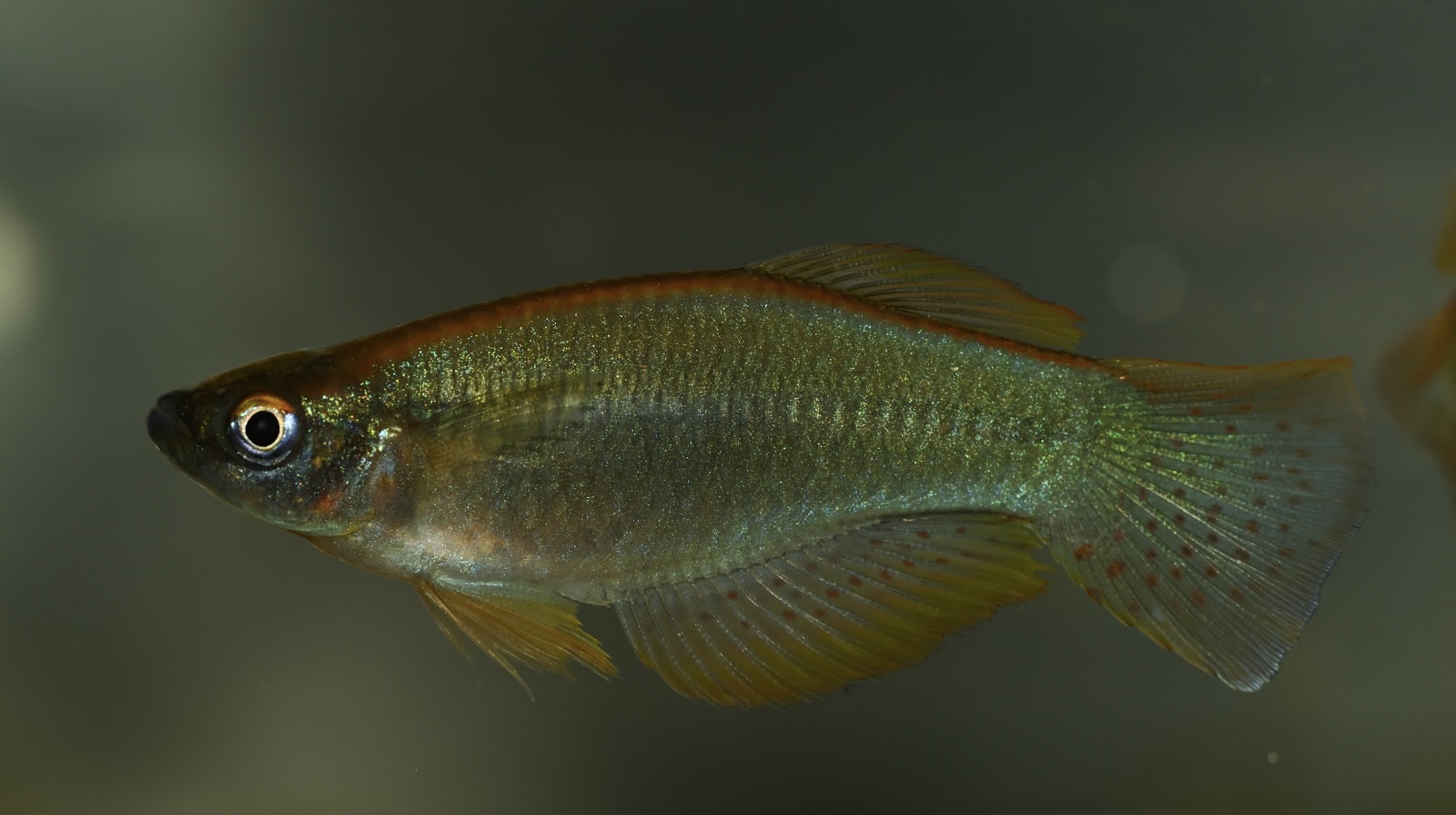 Procatopus sp. Penja, Cameroon 20+ F2 eggs