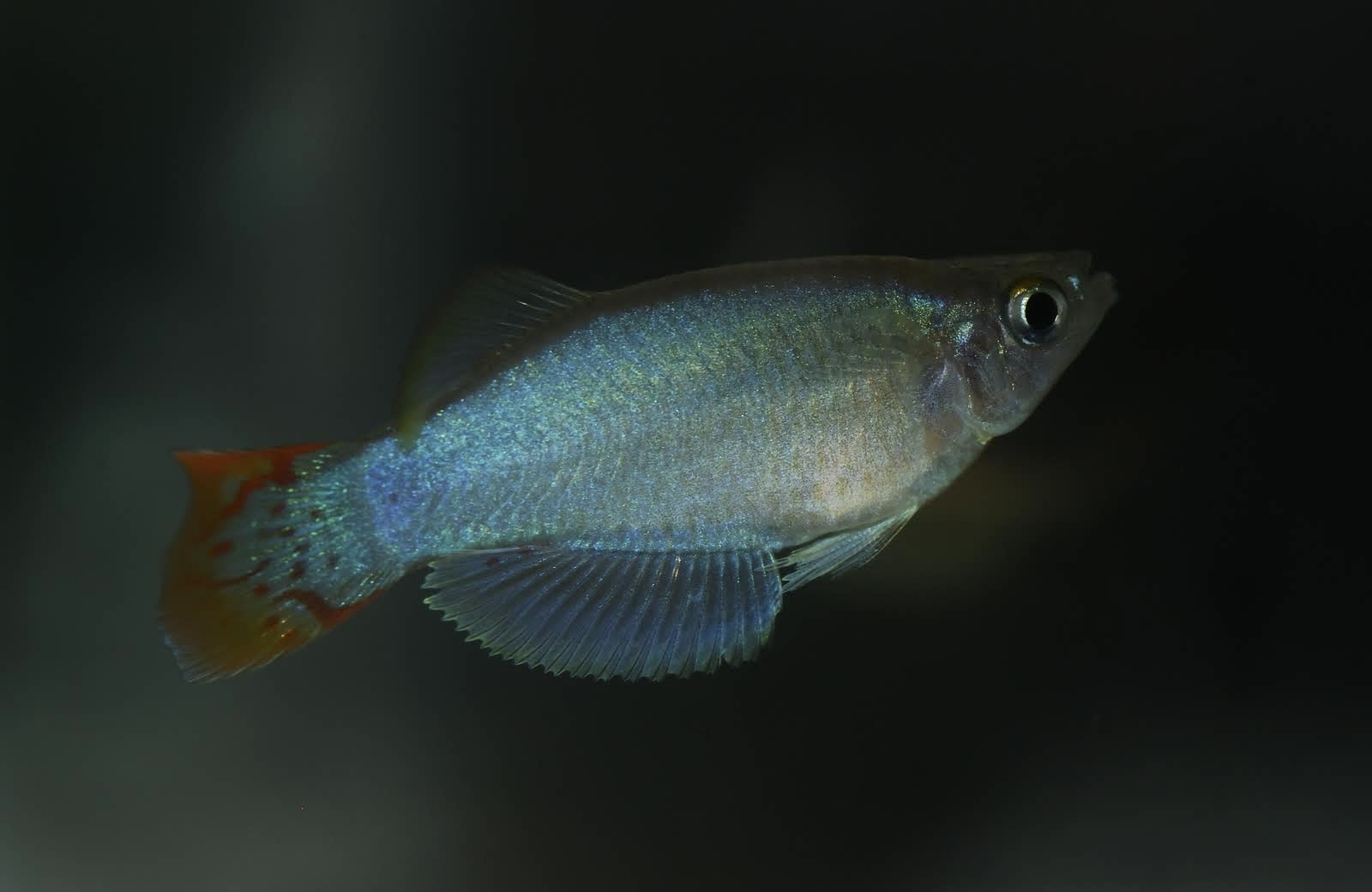 Procatopus sp. Idenau, Cameroon 20+ F2 eggs