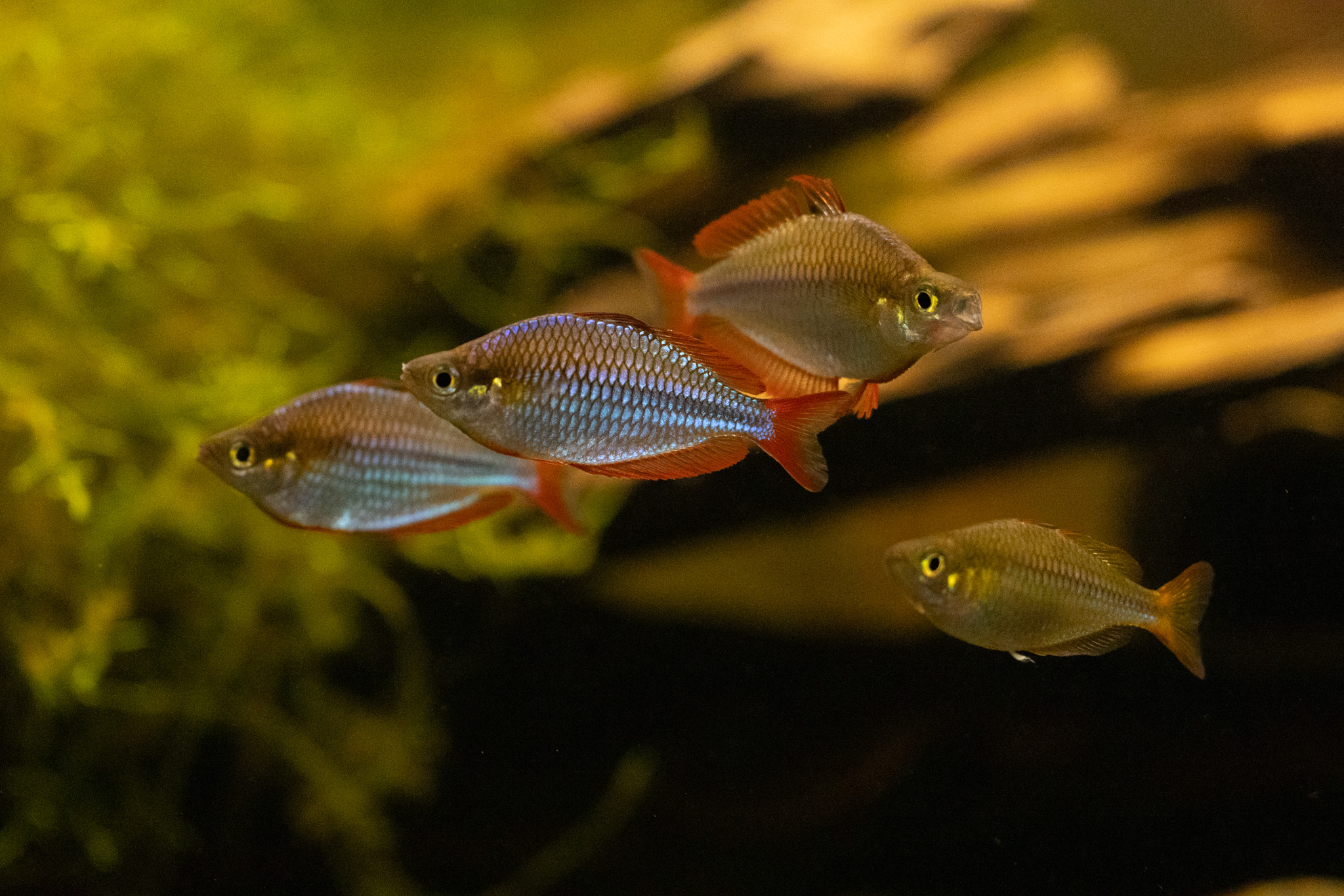 5x melanotaneia Praecox 'Pagai Village'