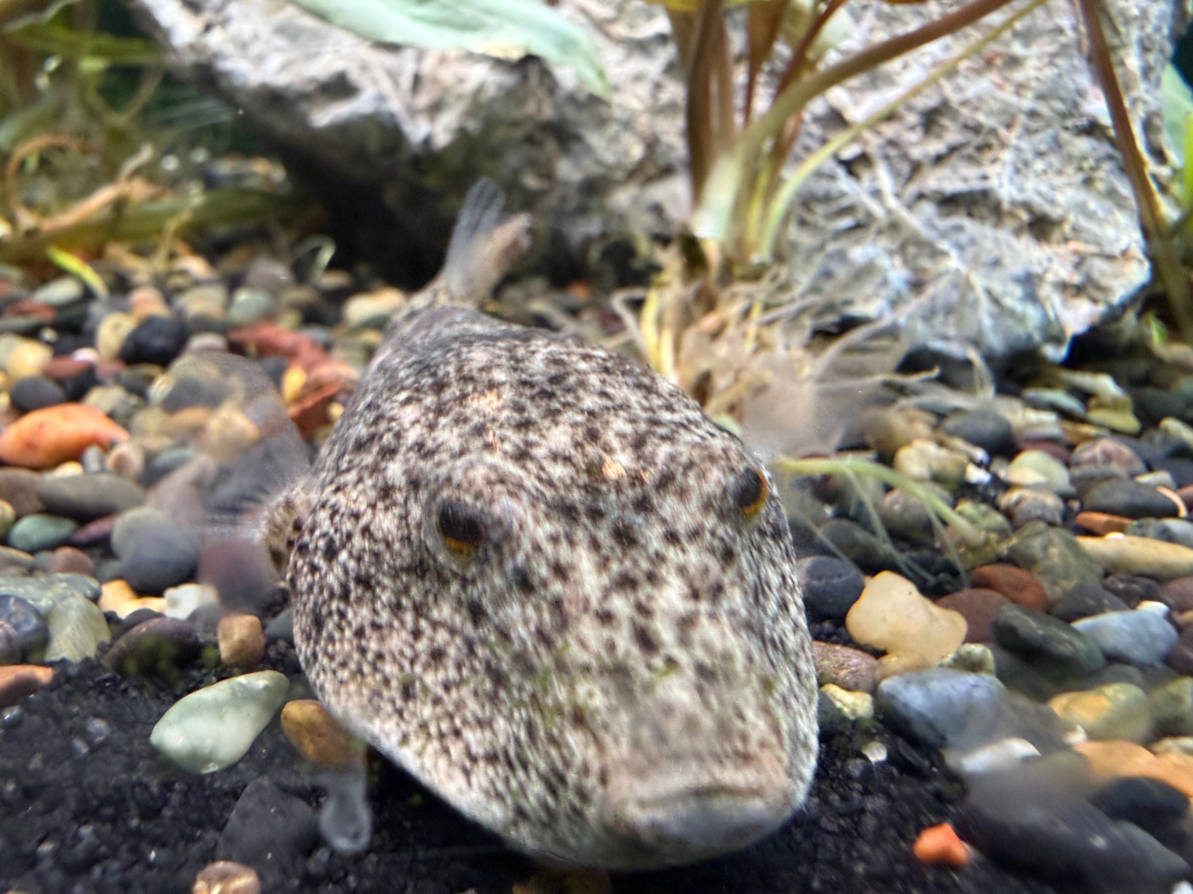 Potato Puffers! 3" (Tetraodon miurus)