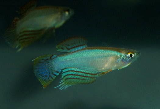 Procatopus nototaenia Fifinda 25 F1 eggs