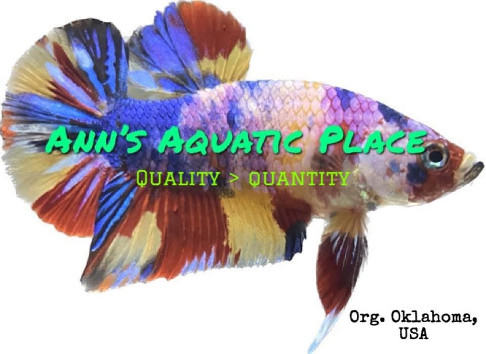 Store: Ann’s aquatic place