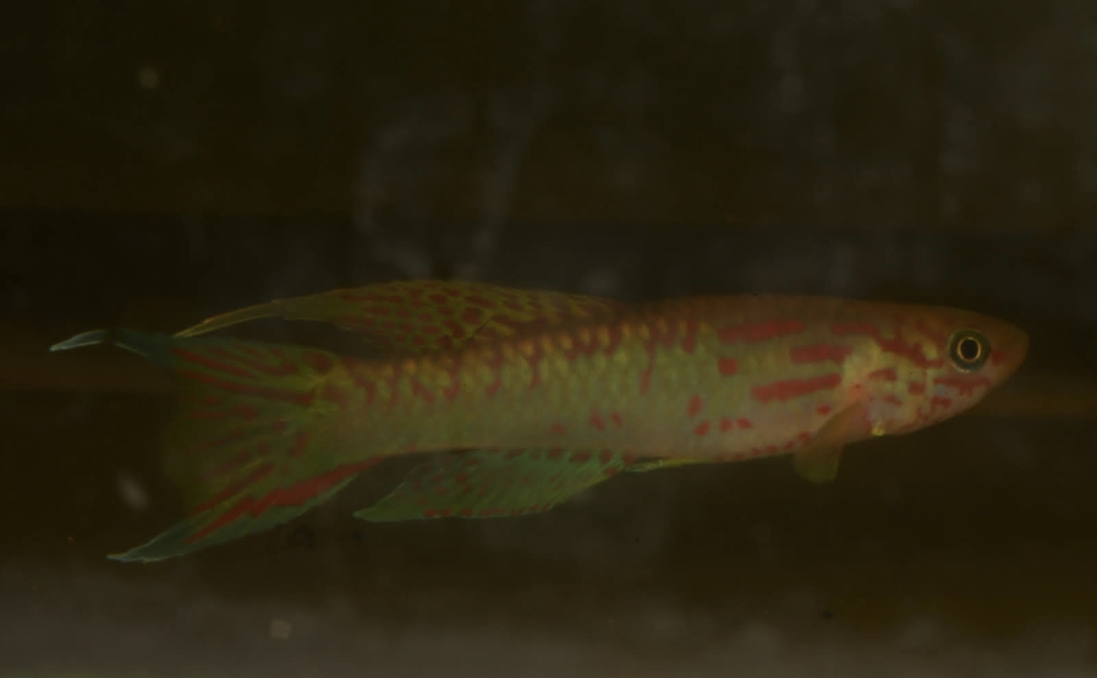 Aphyosemion riggenbachi Poutloloma 25 F1 eggs