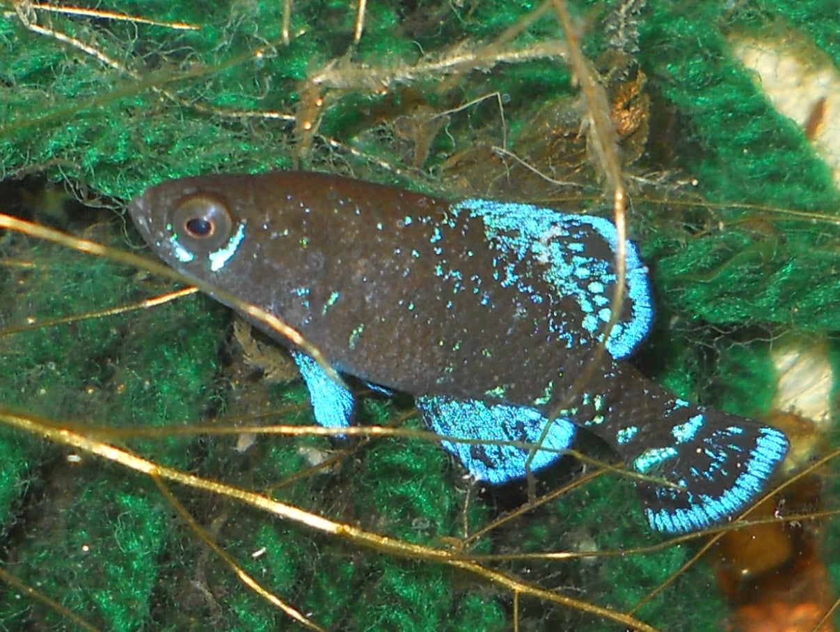 4 Elassoma gilberti males