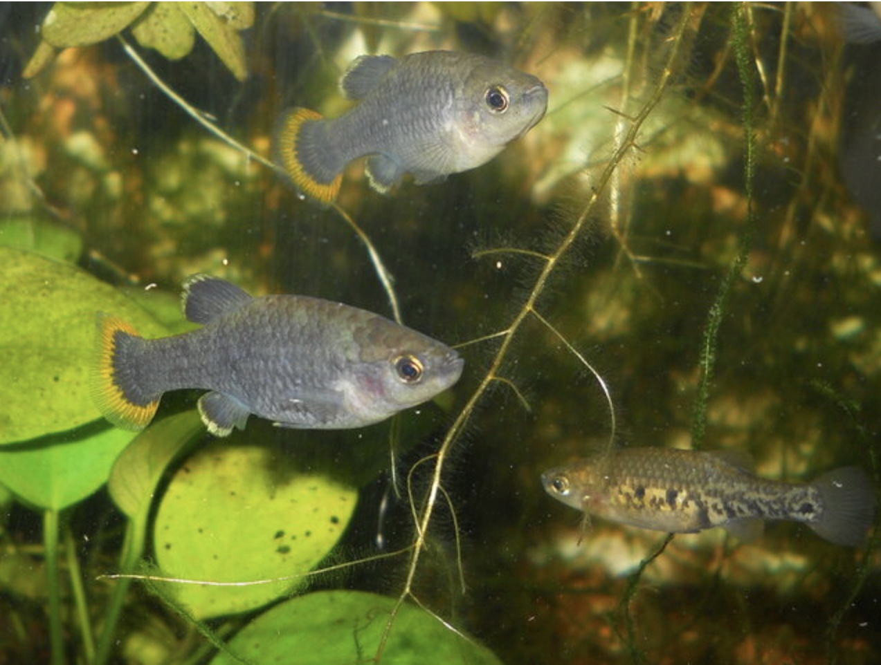 Zoogoneticus tequila 2 Pair CARES Fish!