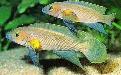 Trio of Neolamprologus pectoralis (extremely rare)