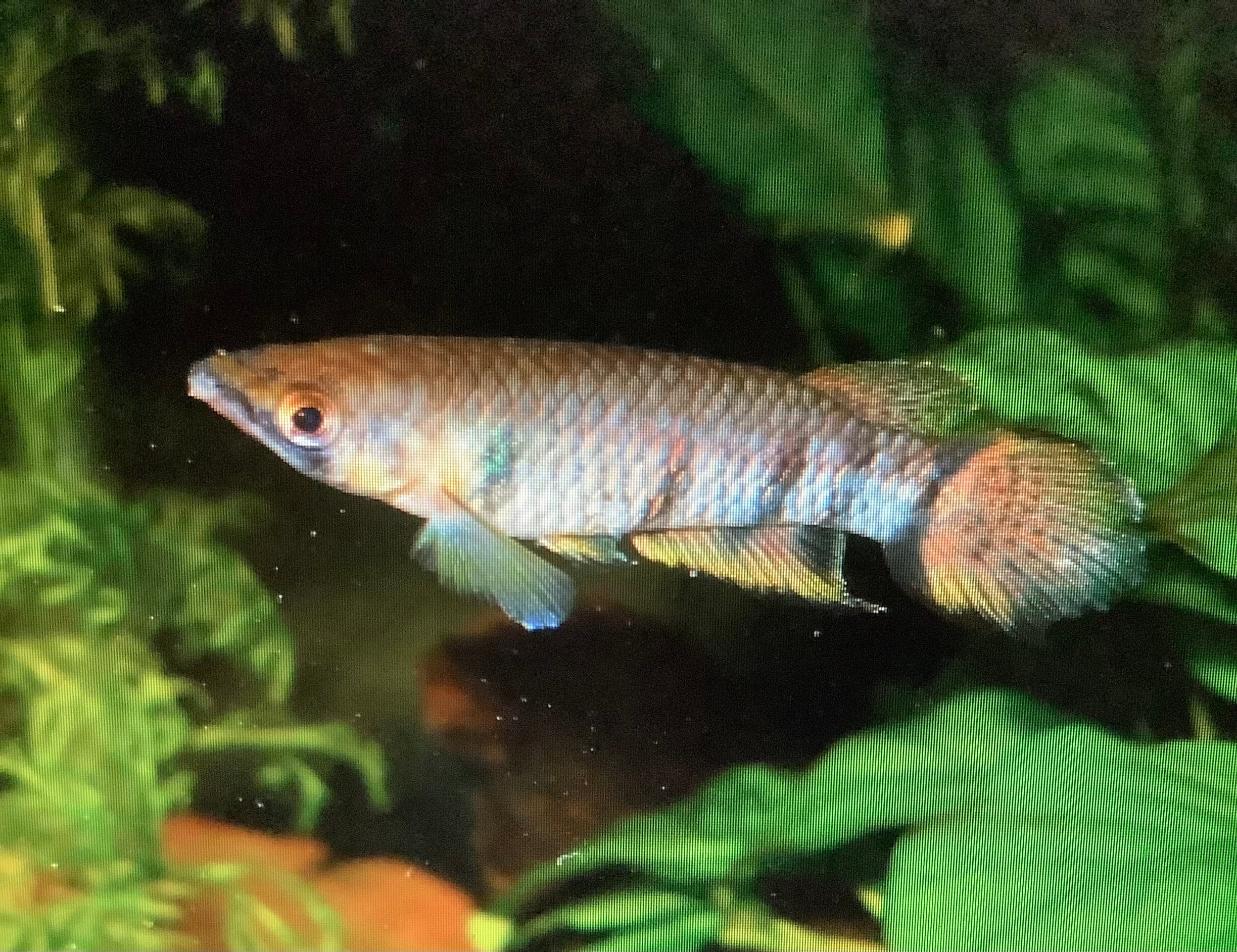 Epiplatys dageti Monroviae 3 Pairs NICE!