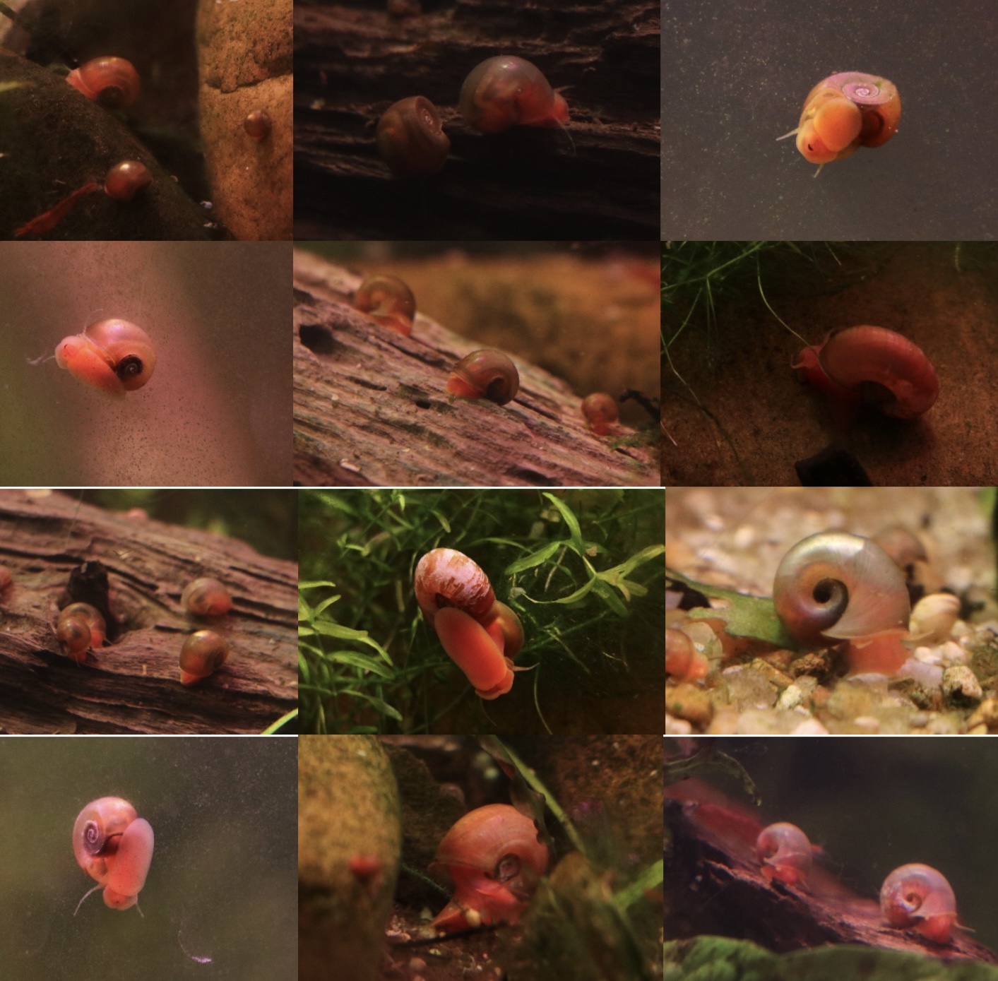 10 pink pearl ramshorn snails