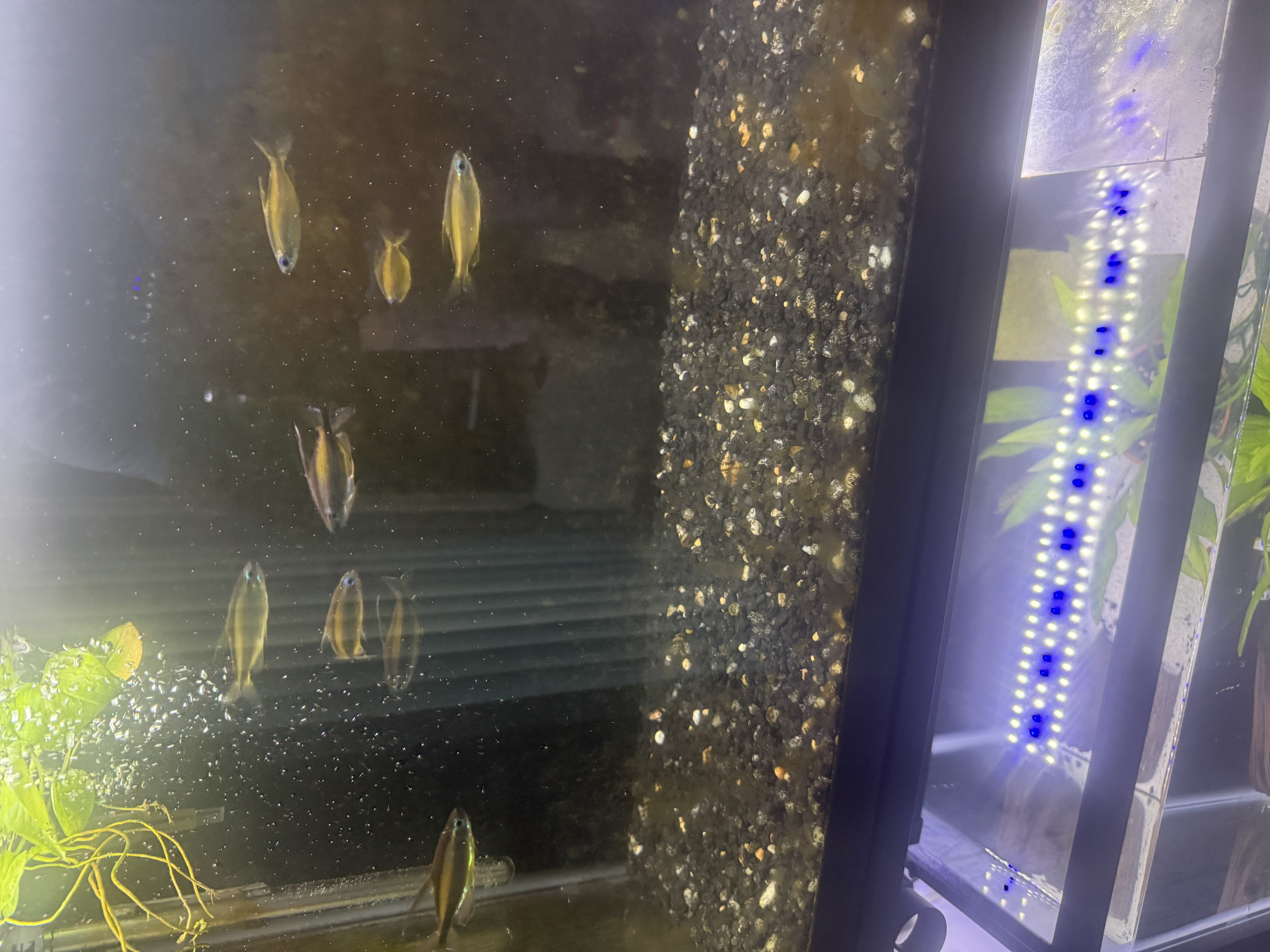 8 Phenacogrammus Aurantiacus Lampeye Congo Tetras!