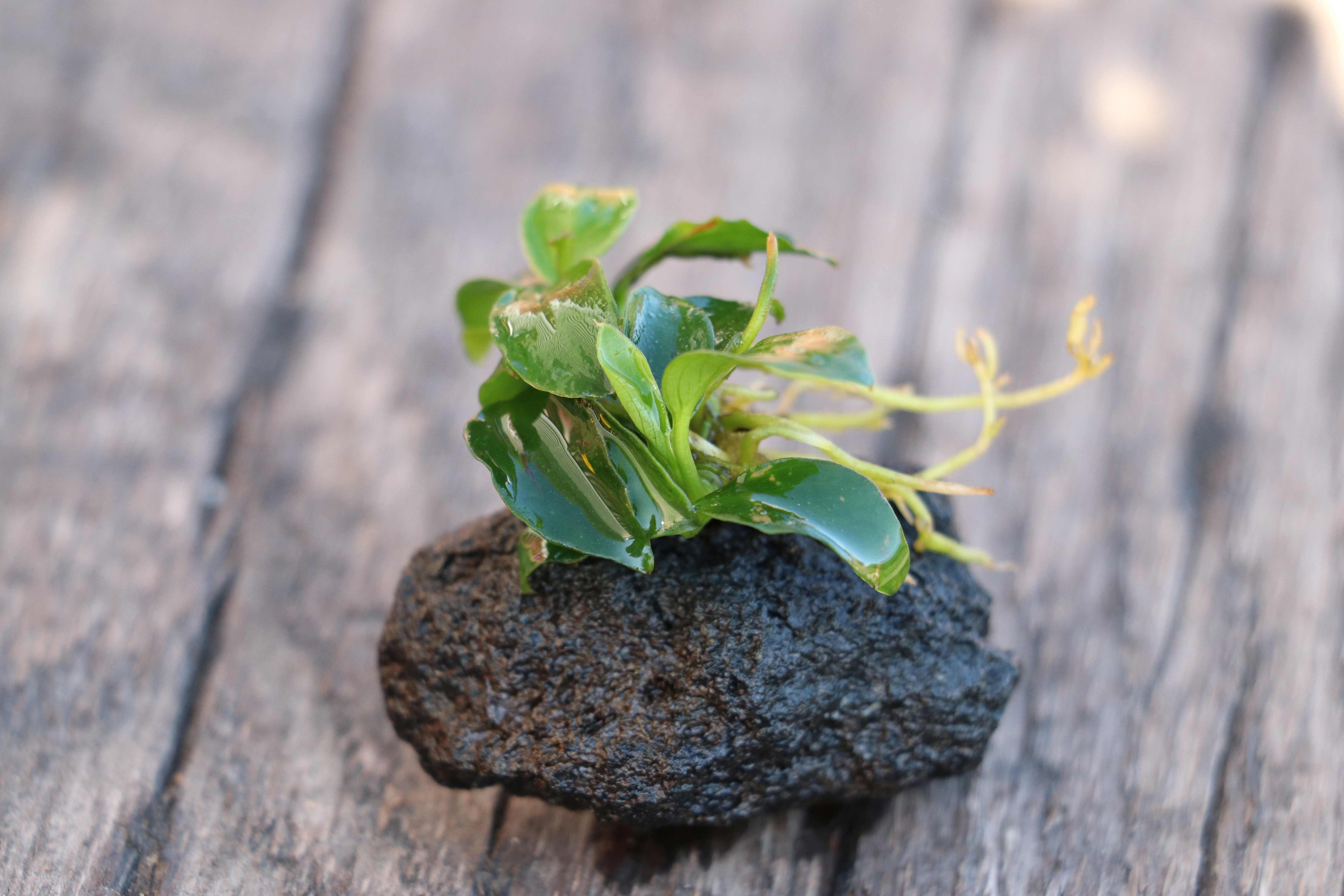 Anubias nana petite on lava rock