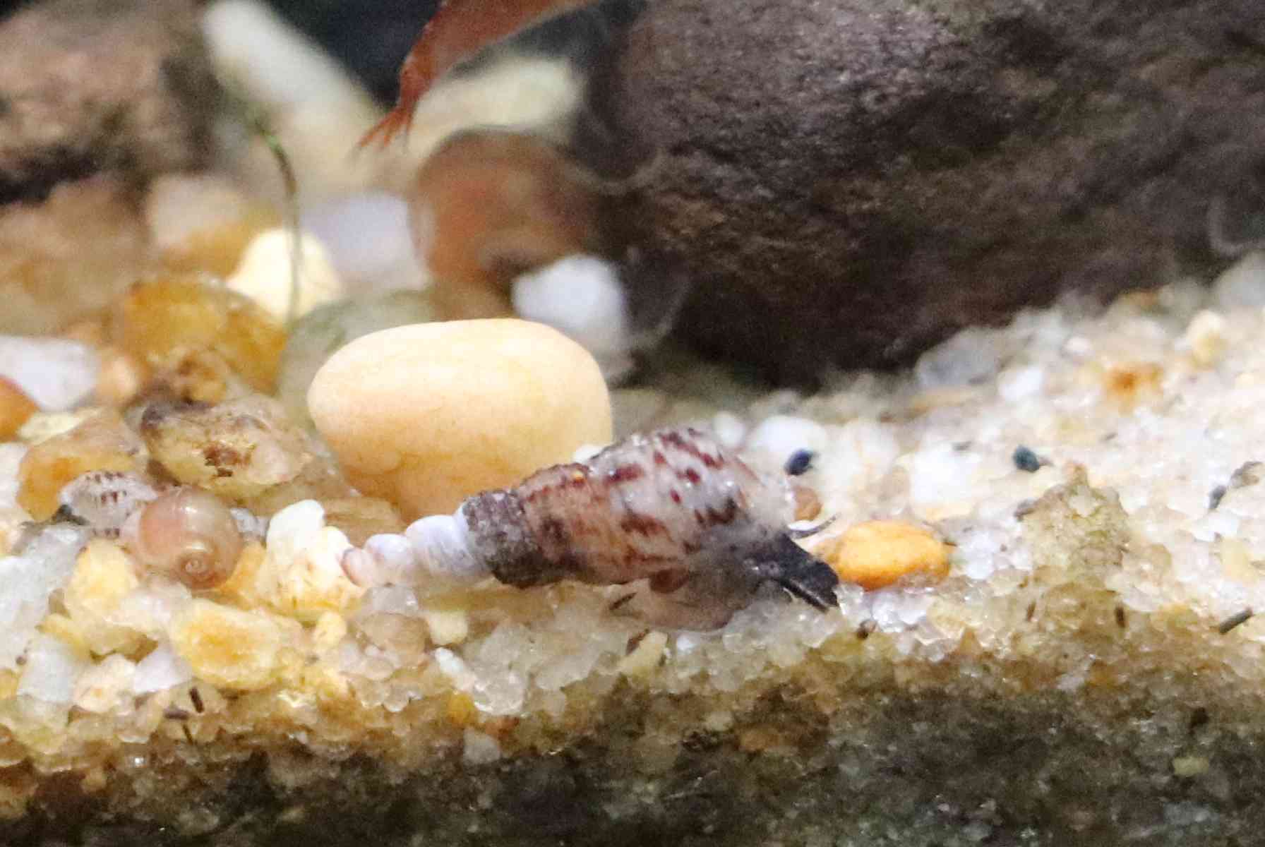 10 Malaysian trumpet snails