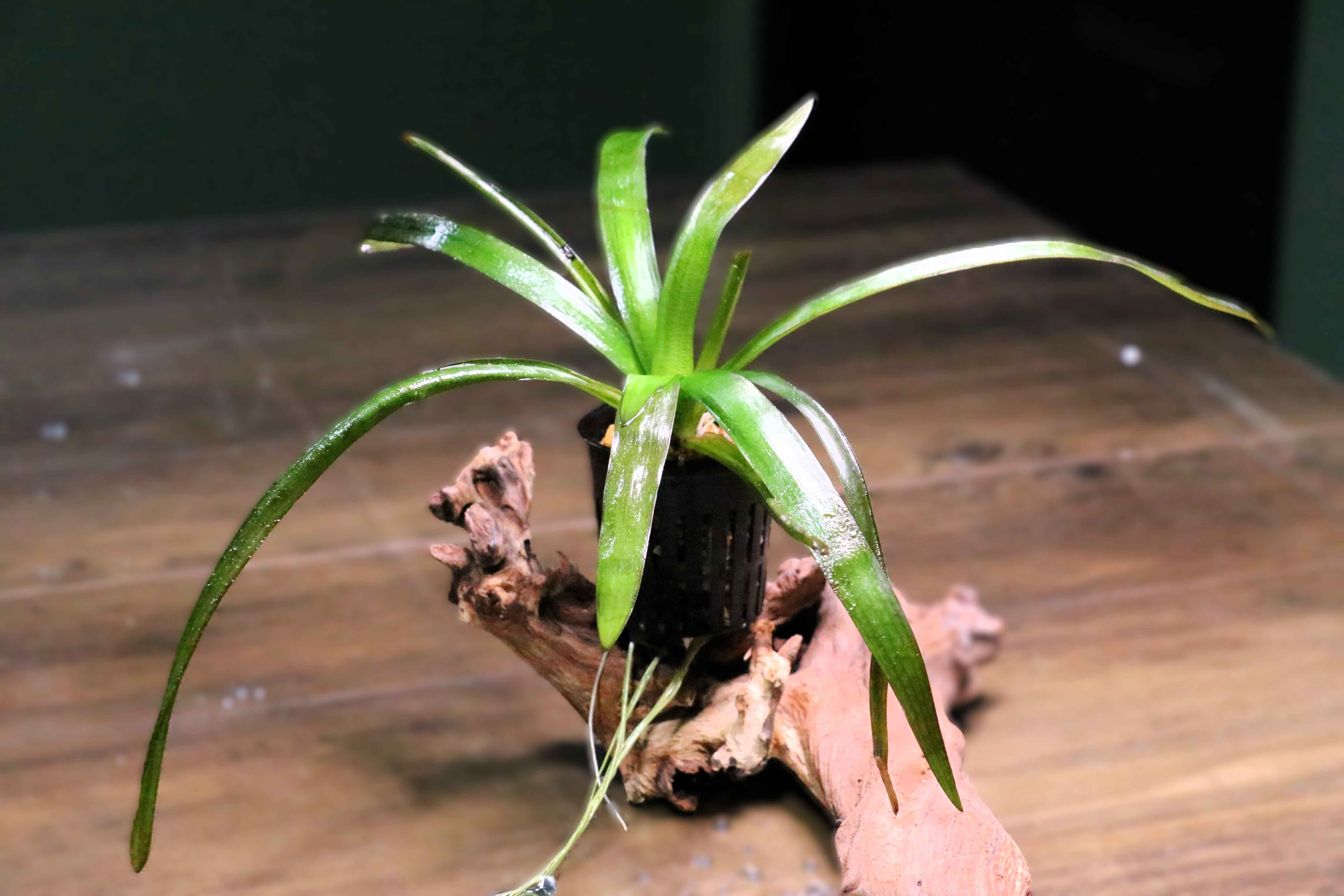 Potted narrow leaf chain sword