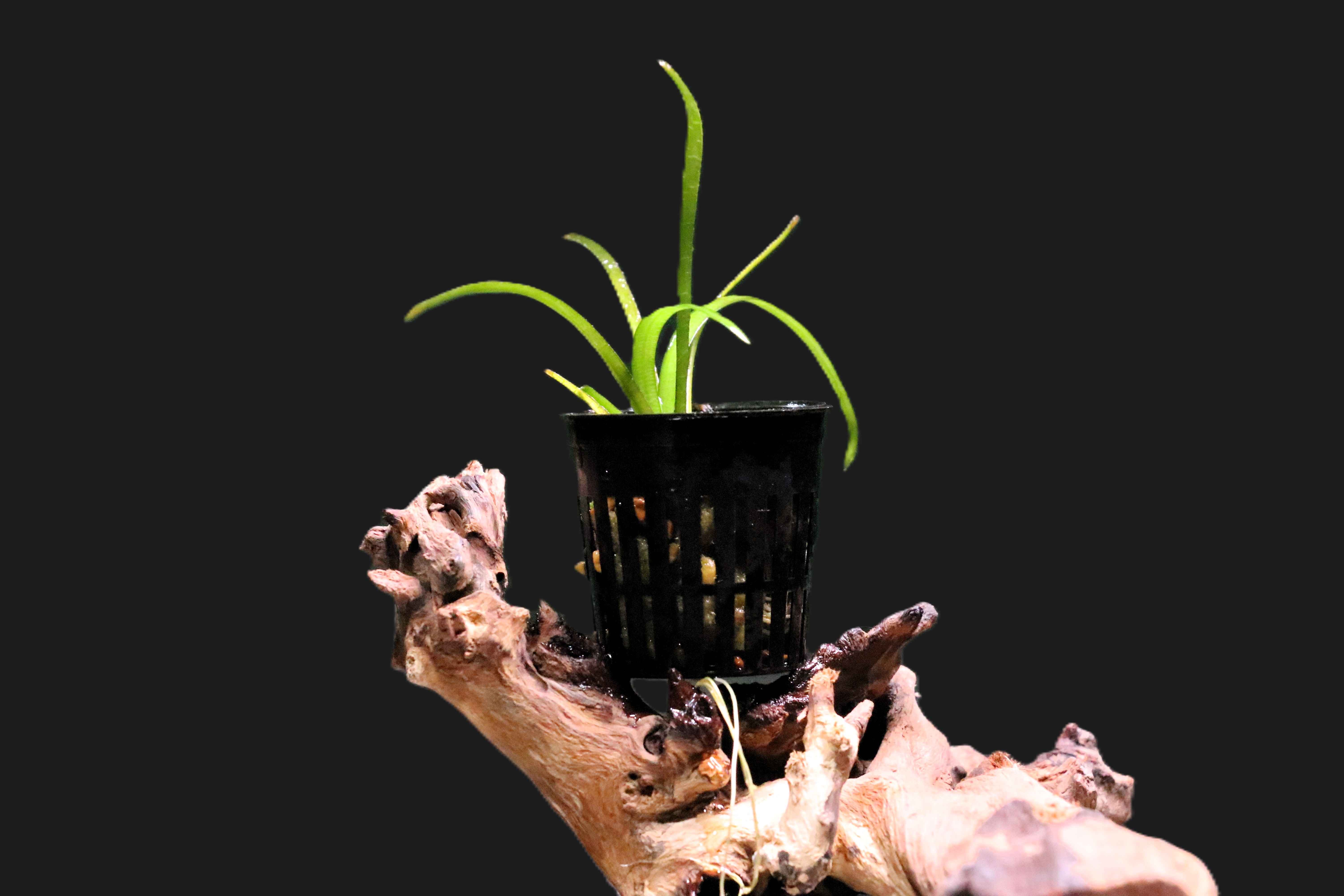 Potted dwarf sagittaria