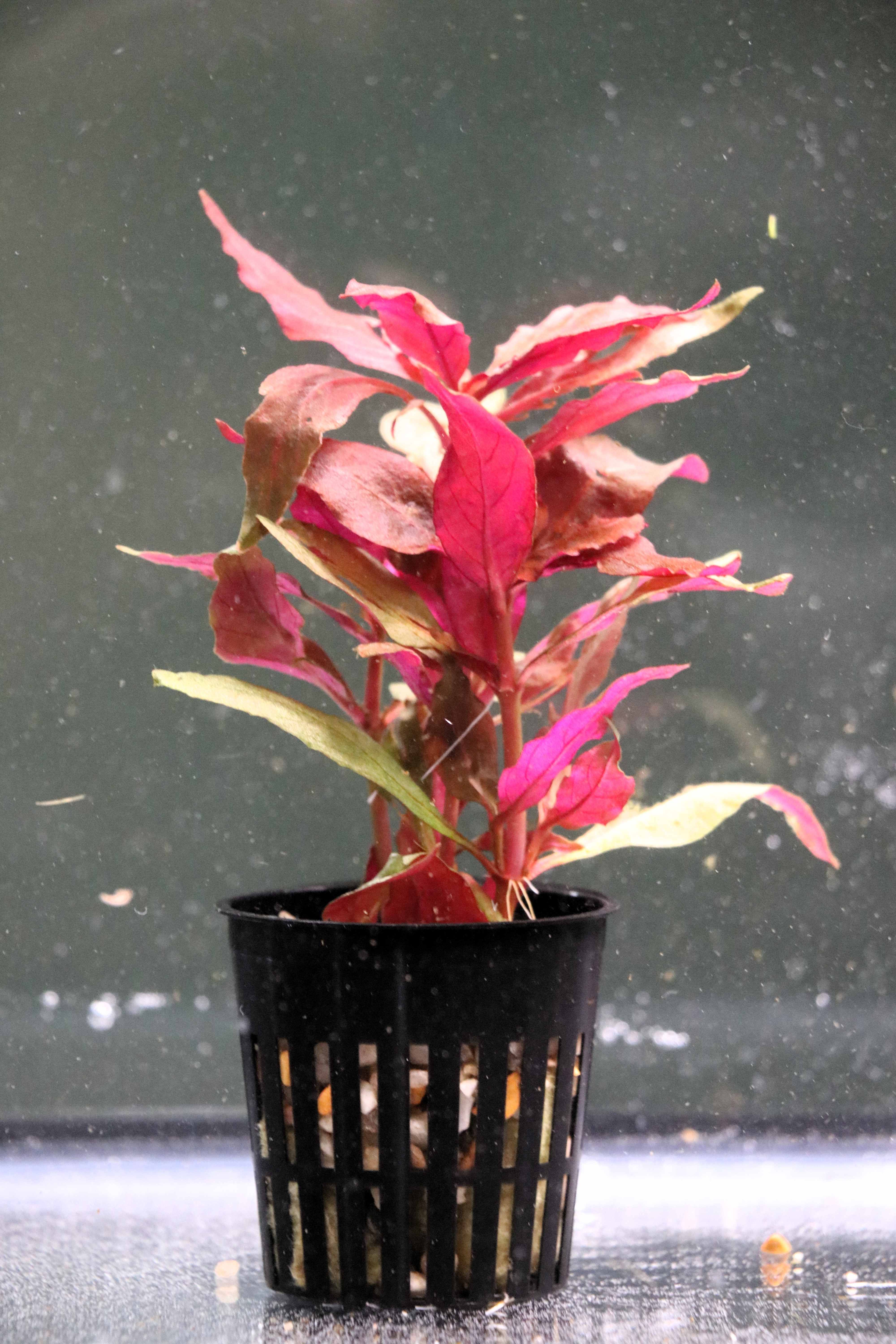 Potted scarlet temple