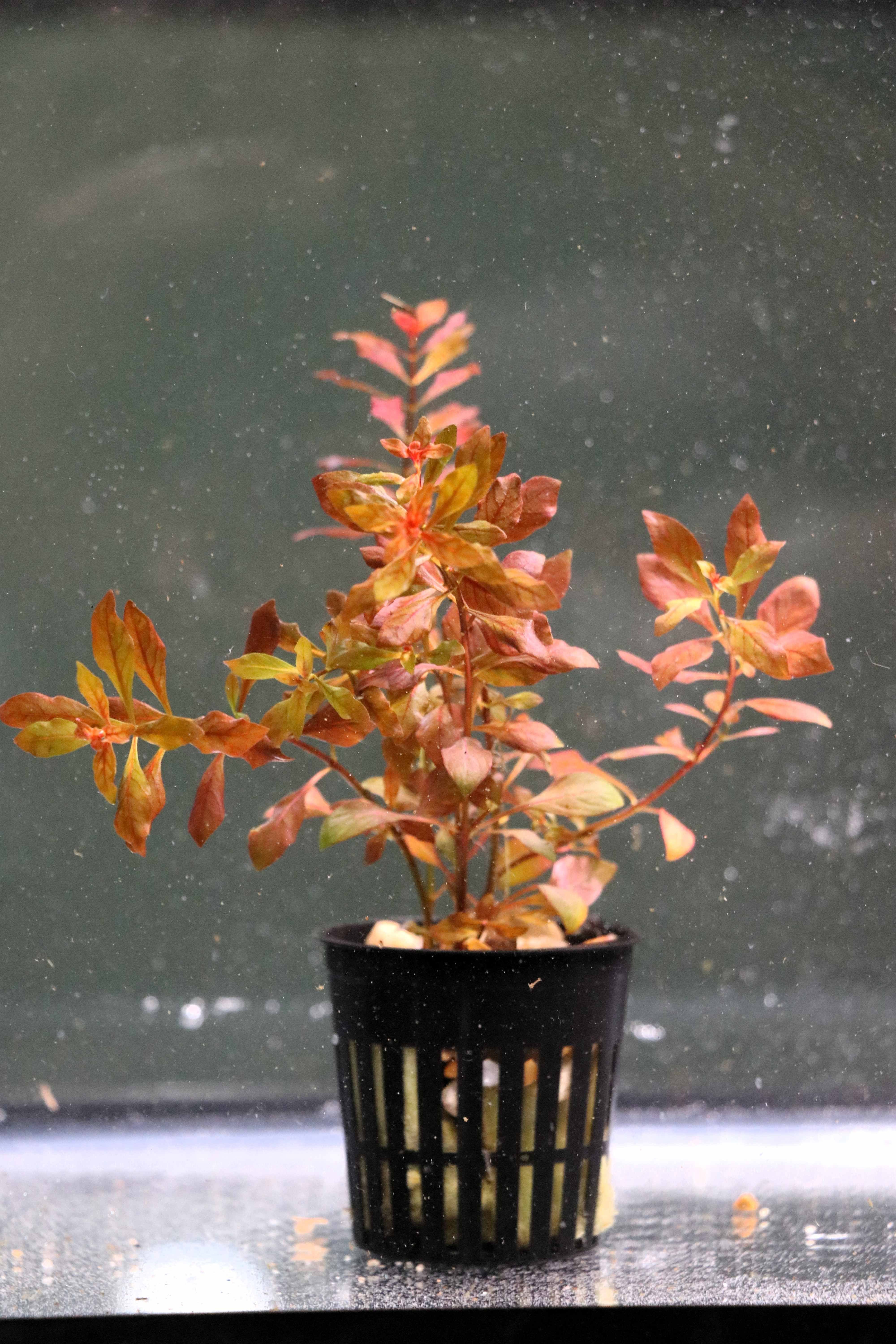 Potted super red mini ludwigia