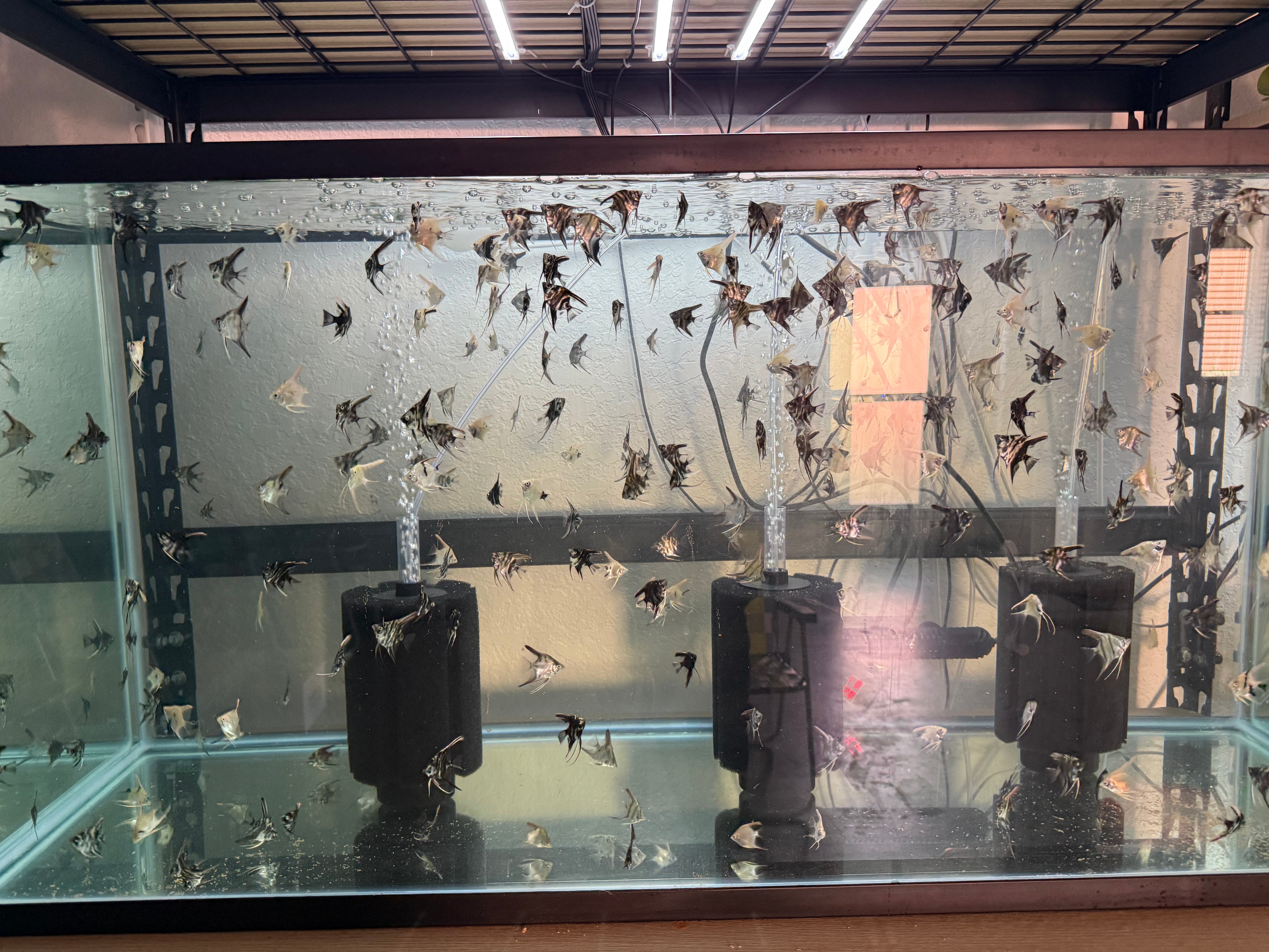 50 Black & White Marble Angelfish - Dime/Nickel Size (Shipping Included!)