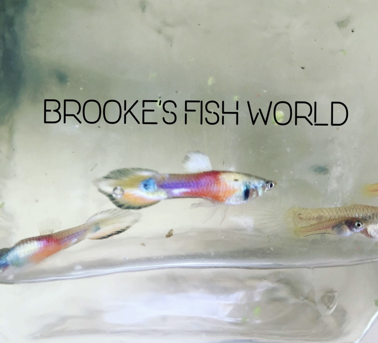 Store: Brooke's Fish World
