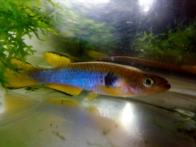 Aphyosemion ocellatum Sikasika GJS 00/05  25 eggs