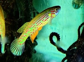 Aphyosemion bochtleri Mintoum GWW 86/11  20 eggs