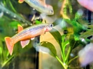 Aphyosemion escherichi  Kibindouka  CBOS  21/01  25 eggs