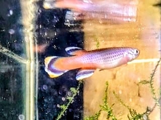 Aphyosemion celiae Teke Teke CXC 21  25 eggs