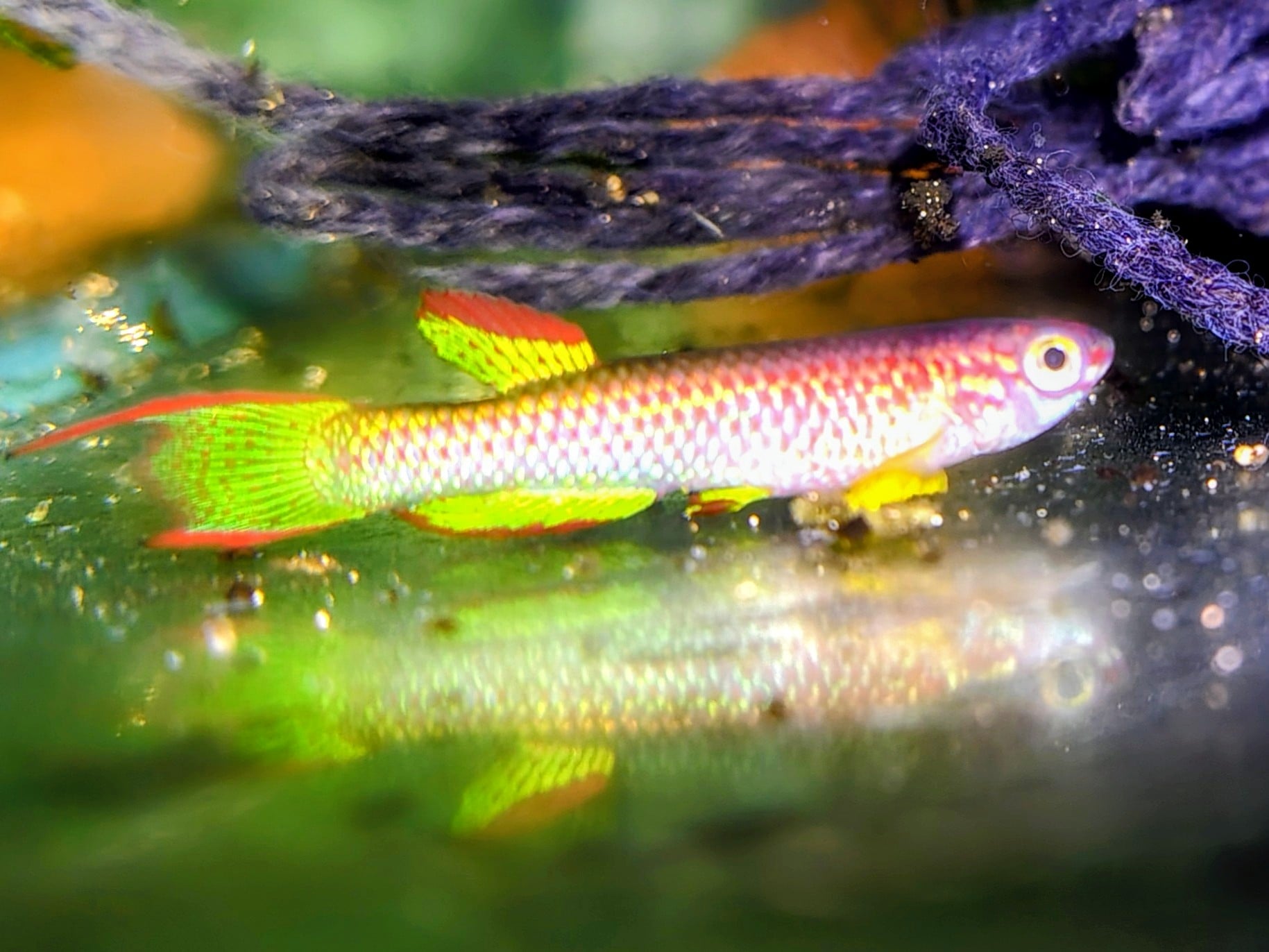 Aphyosemion marginatum Bengui GJS 00/29  40 eggs