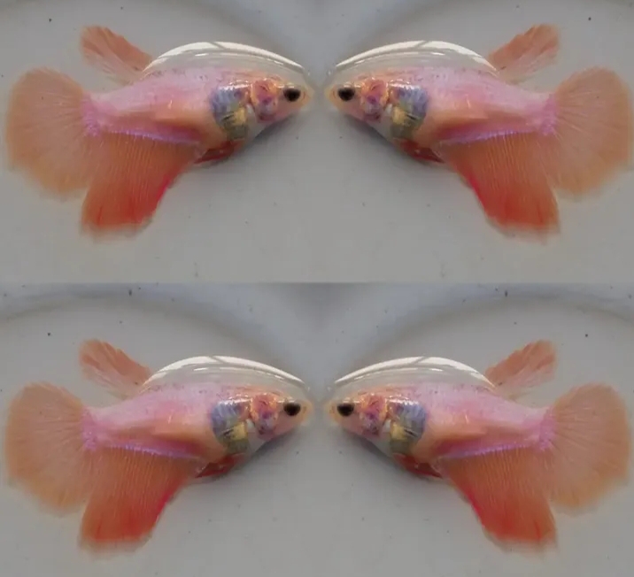 Female Pinky Orange