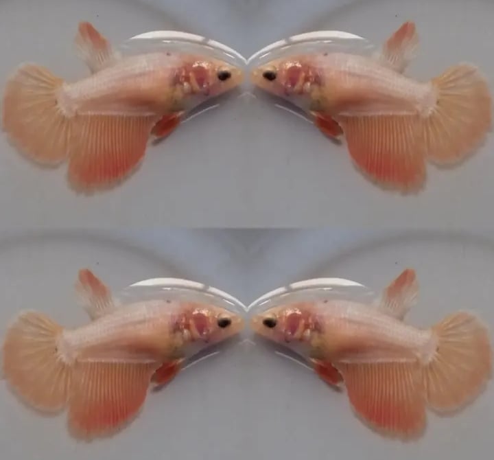 Female Orange Pastel
