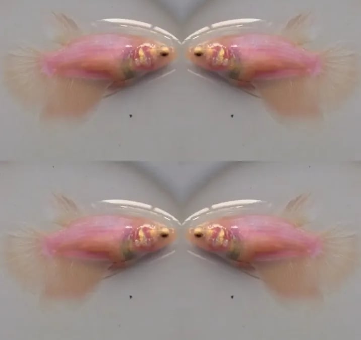 Female Pink HM