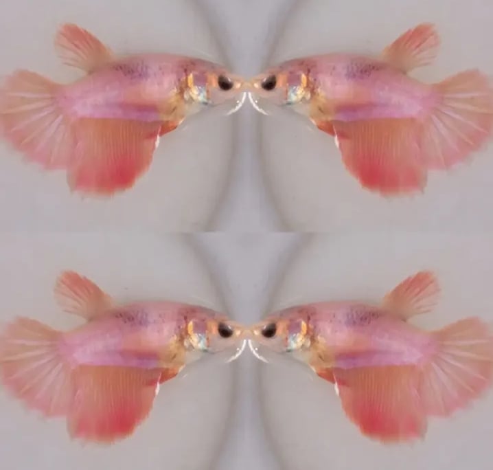 Female Pinky Orange