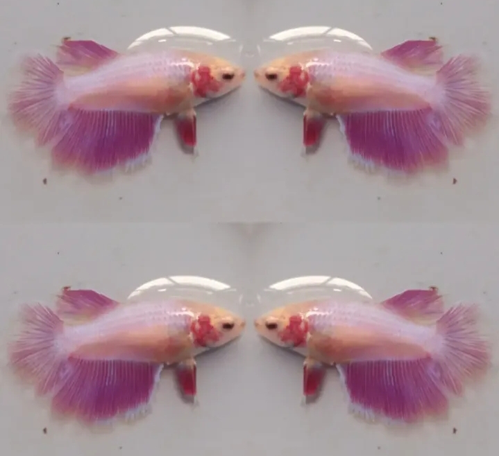 Female Pink