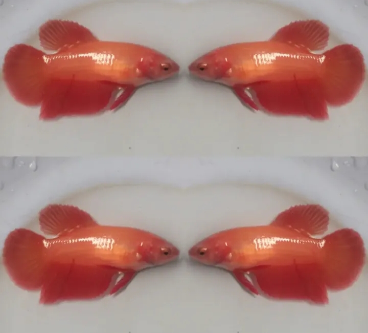 Female Orange