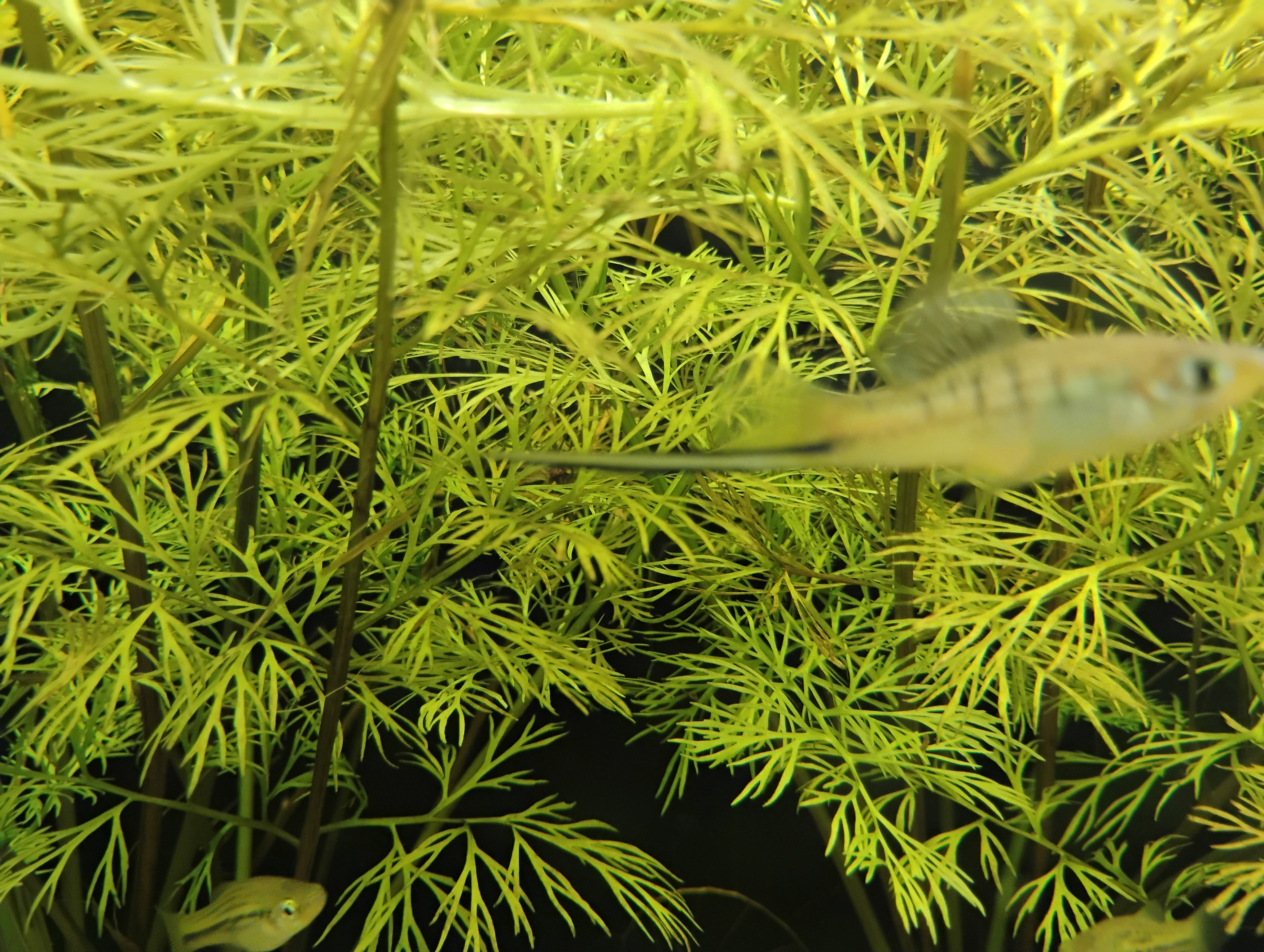 MONTEZUMA SWORDTAIL (1 TRIO) **FREE SHIPPING**