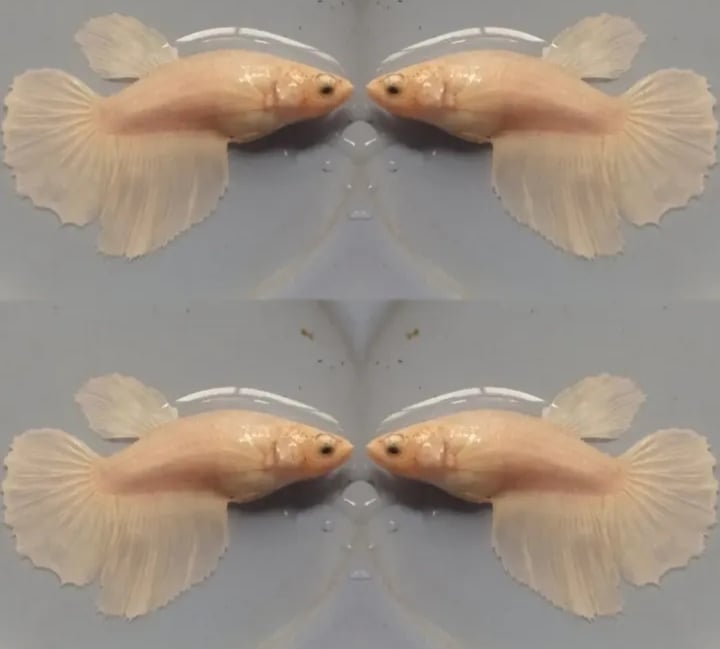 Female White