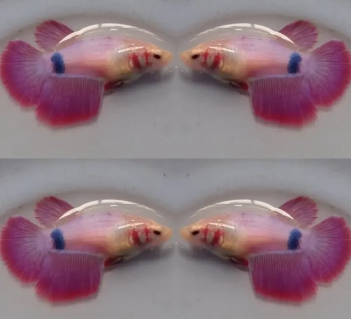 Female Tancho Purple