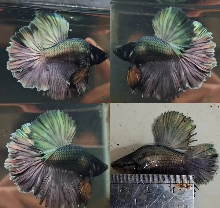 Copper Short Body