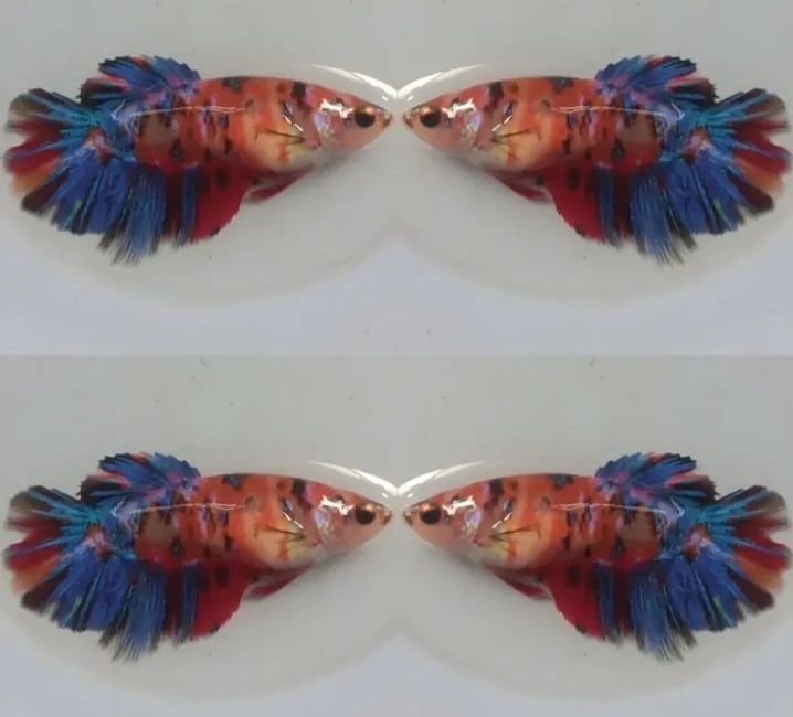 Female Multi Colour HM