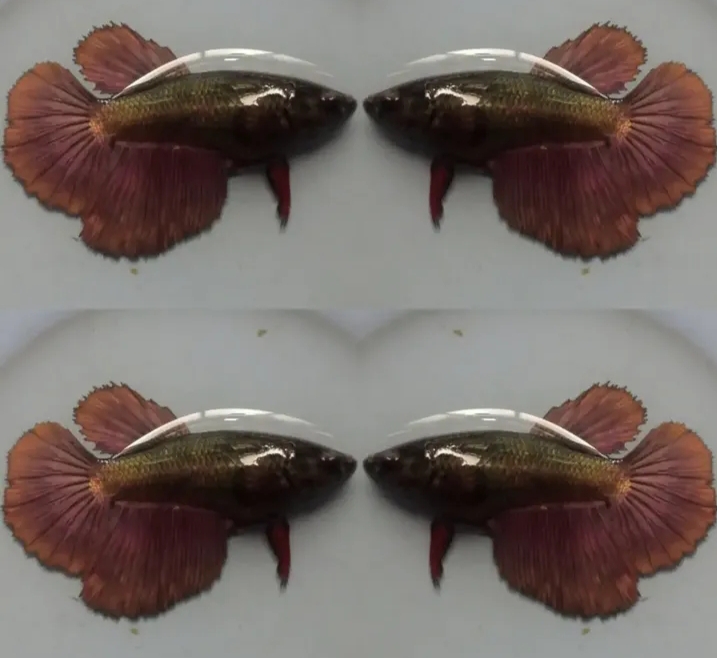 Female Brown Copper